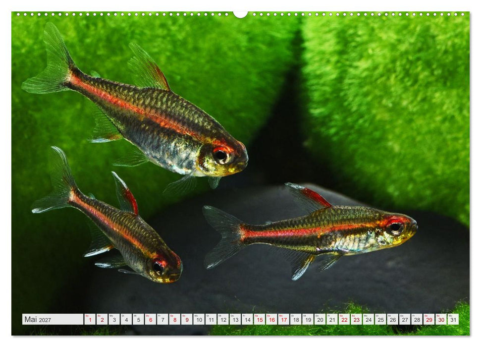 Beliebte Fische der Welt (CALVENDO Premium Wandkalender 2027)