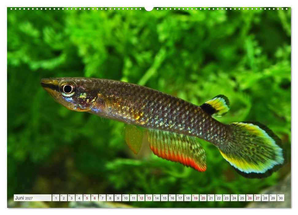 Beliebte Fische der Welt (CALVENDO Premium Wandkalender 2027)