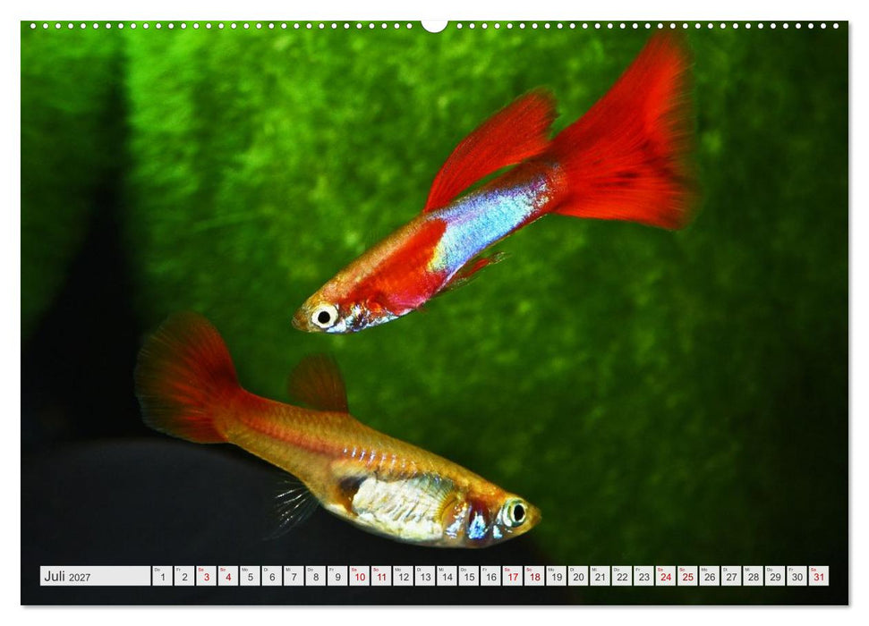 Beliebte Fische der Welt (CALVENDO Premium Wandkalender 2027)