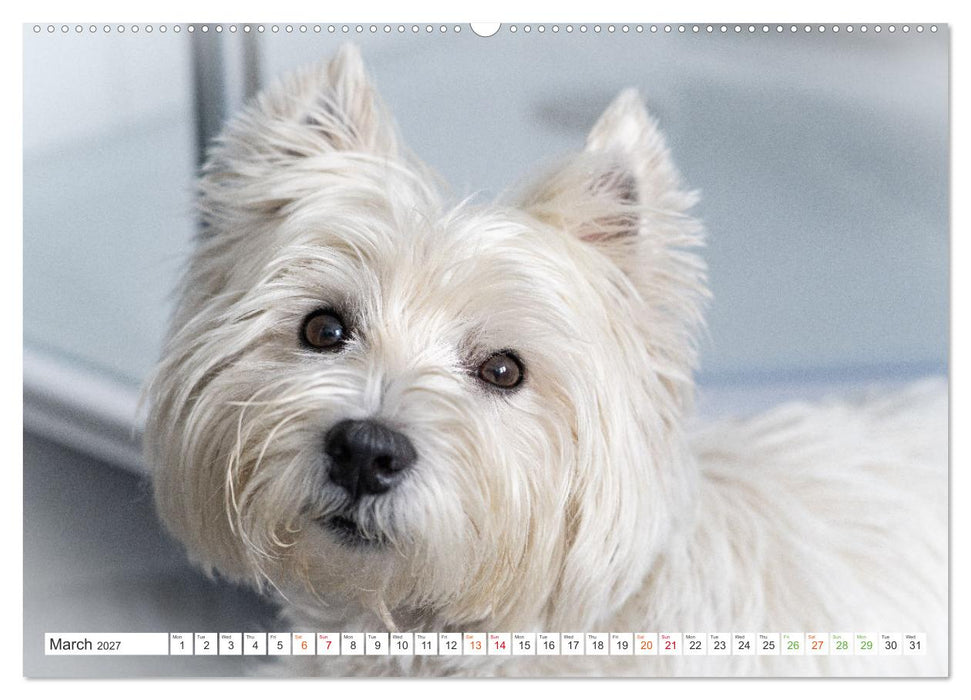 West Highland White Terrier - Your charming companion (CALVENDO Premium-Calendar 2027)