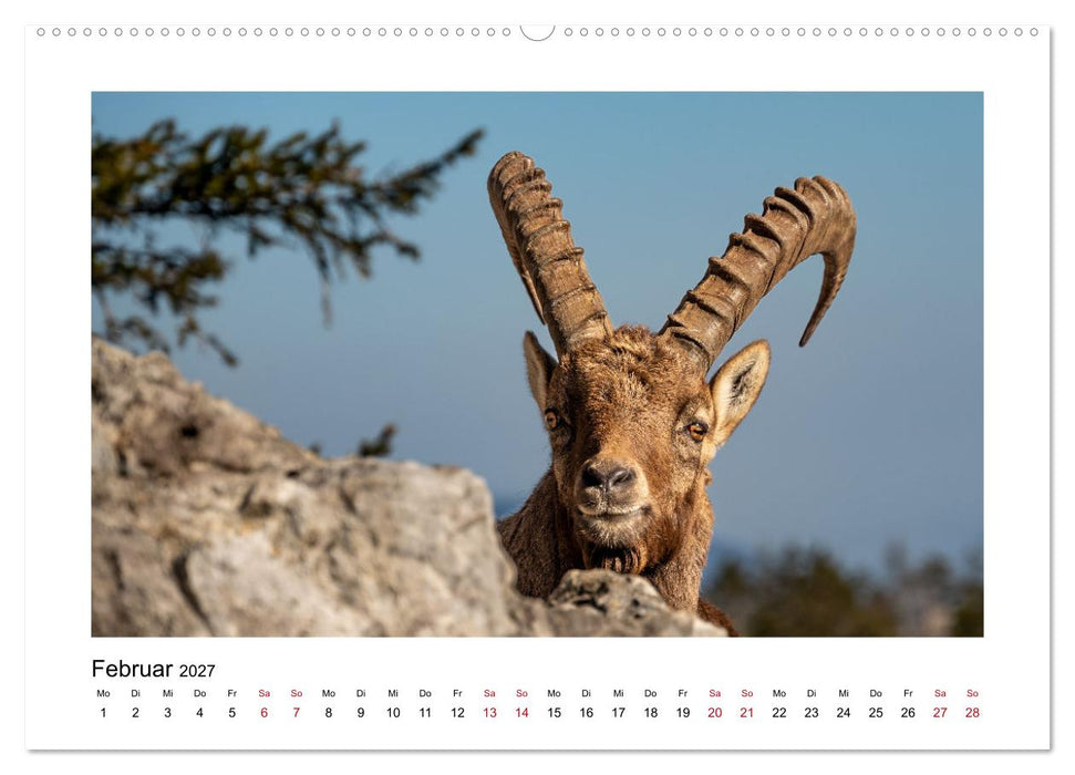 Steinböcke - Die Könige der Alpen (CALVENDO Wandkalender 2027)
