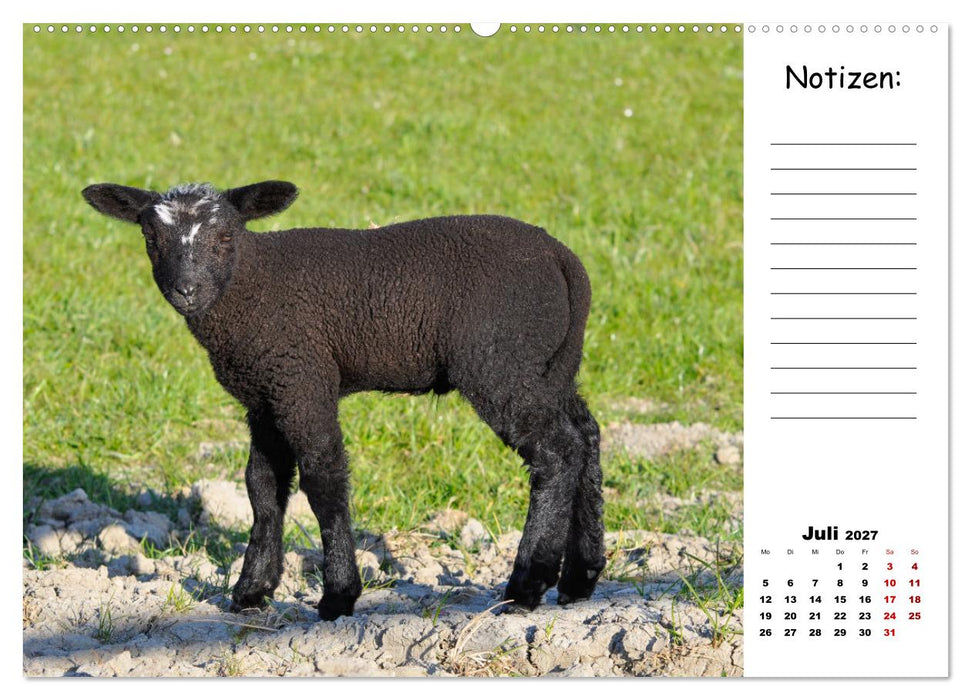 Die schöne Welt der Schafe (CALVENDO Premium Wandkalender 2027)