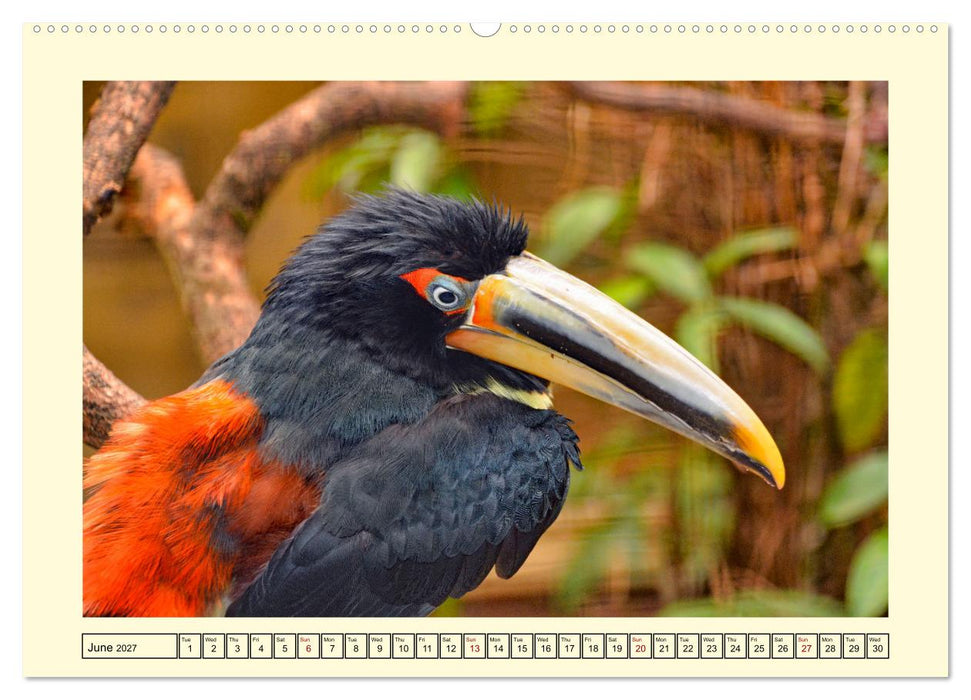 Toucans - clowns of the jungle (CALVENDO Premium-Calendar 2027)