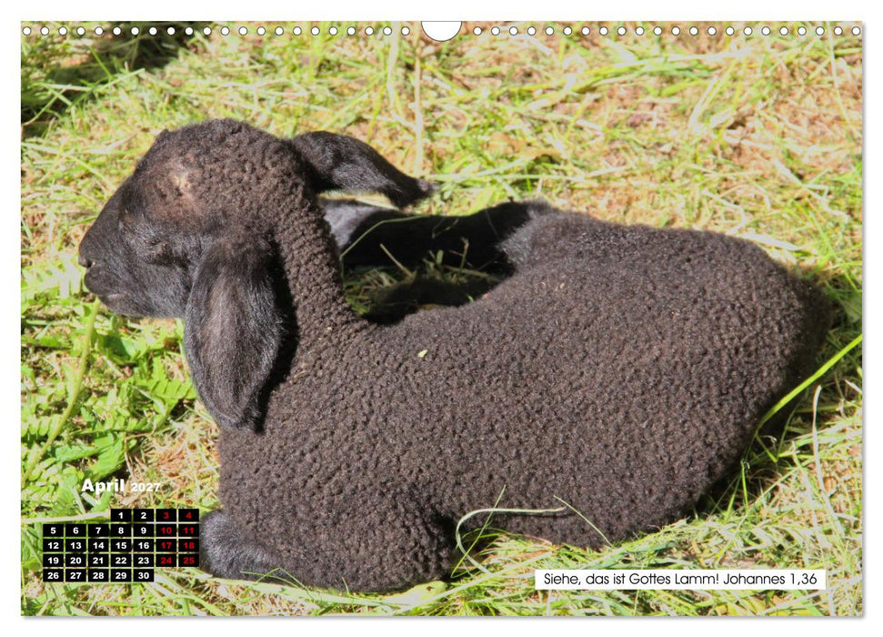 Tiere im Neuen Testament mit Bibelversen (CALVENDO Wandkalender 2027)