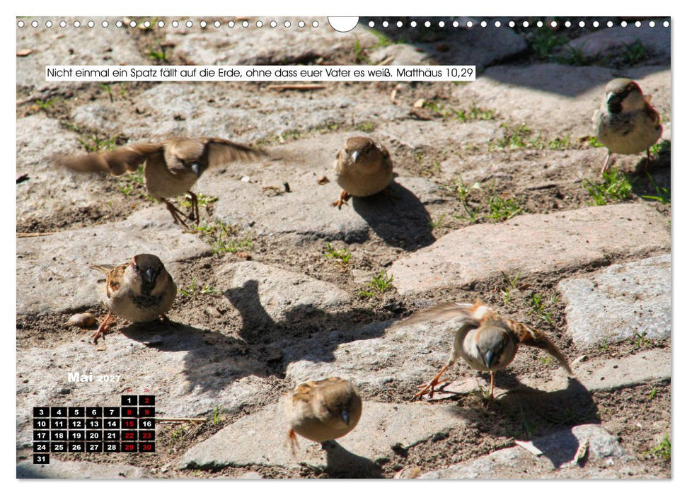 Tiere im Neuen Testament mit Bibelversen (CALVENDO Wandkalender 2027)