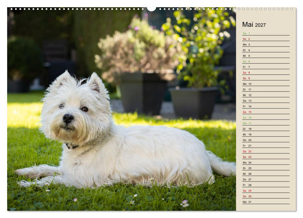 WEST HIGHLAND WHITE TERRIER - DER WESTIE - EIN HUND MIT CHARISMA (CALVENDO Premium Wandkalender 2027)