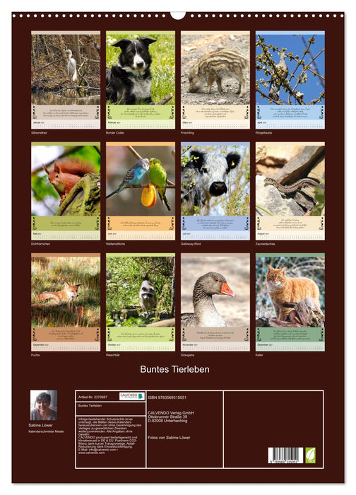 Buntes Tierleben (CALVENDO Wandkalender 2027)