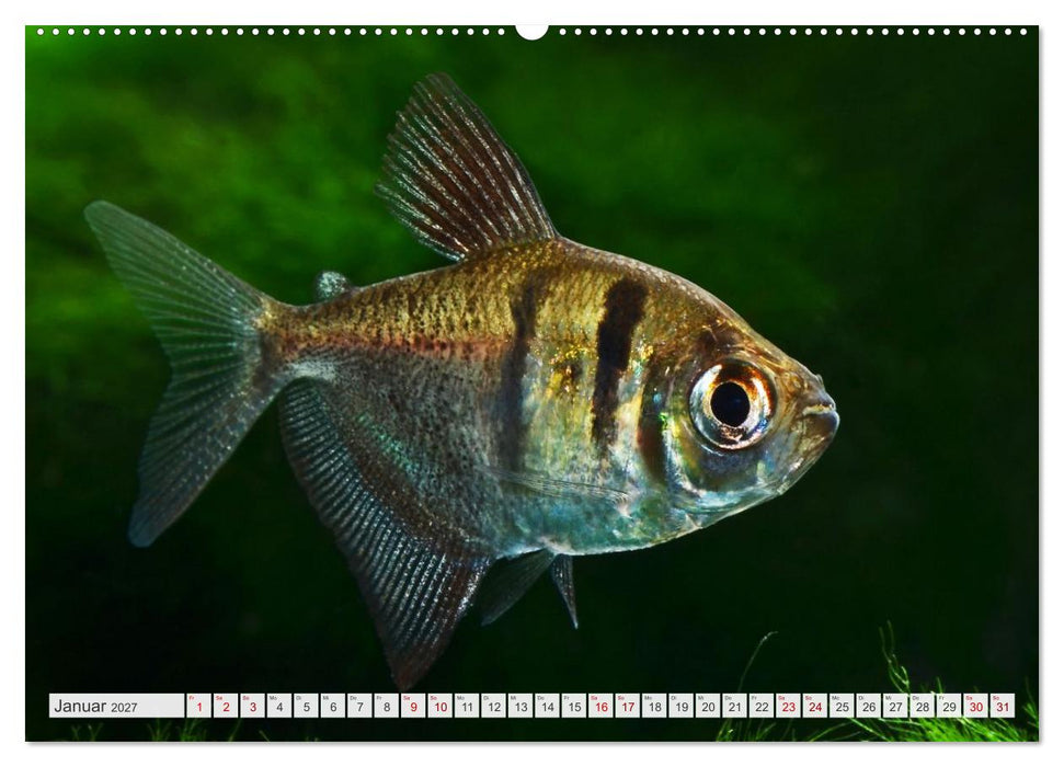 Beliebte Fische der Welt (CALVENDO Wandkalender 2027)