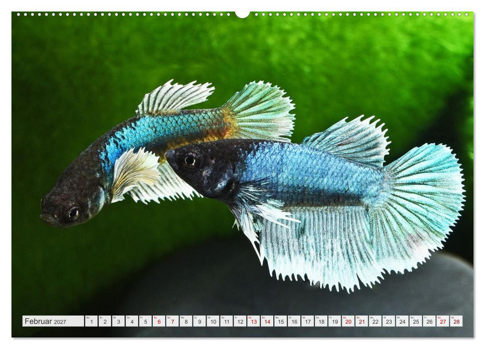 Beliebte Fische der Welt (CALVENDO Wandkalender 2027)