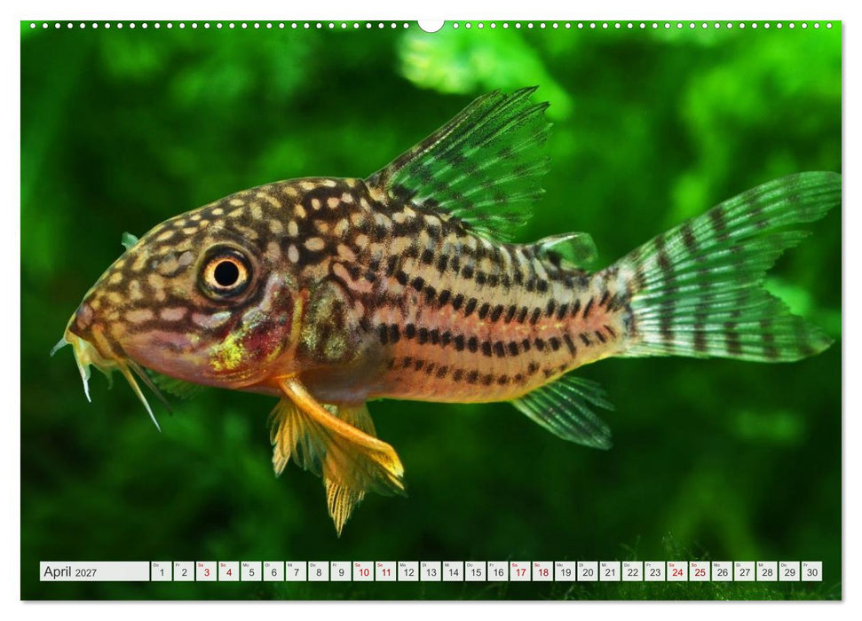 Beliebte Fische der Welt (CALVENDO Wandkalender 2027)