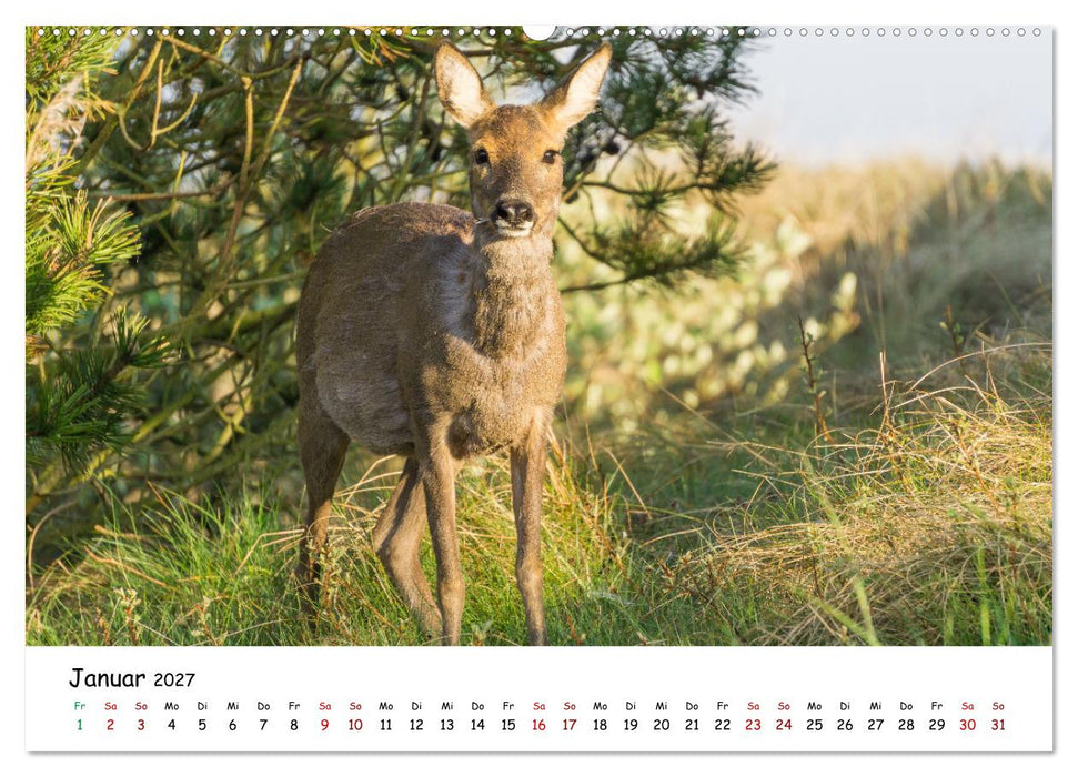 Wunderbare Tierwelt Deutschlands (CALVENDO Premium Wandkalender 2027)