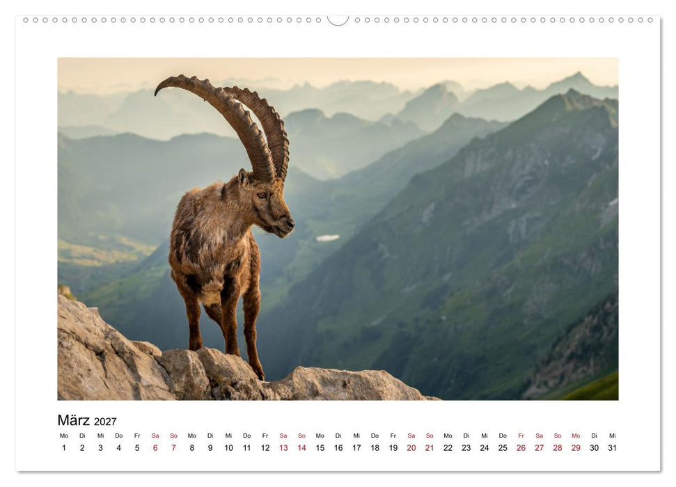 Steinböcke - Die Könige der Alpen (CALVENDO Premium Wandkalender 2027)