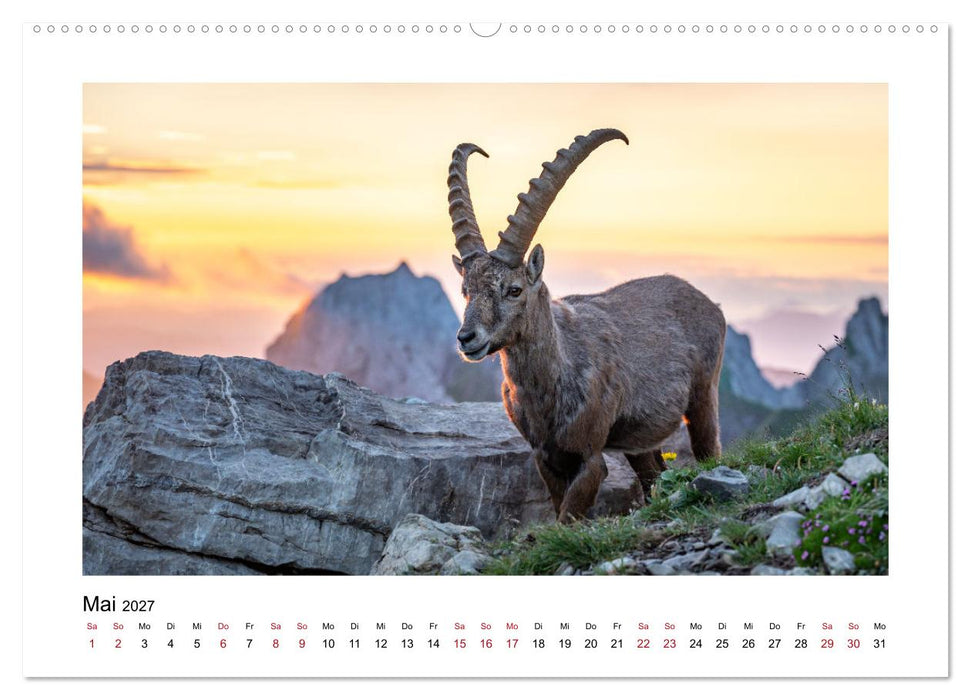 Steinböcke - Die Könige der Alpen (CALVENDO Premium Wandkalender 2027)