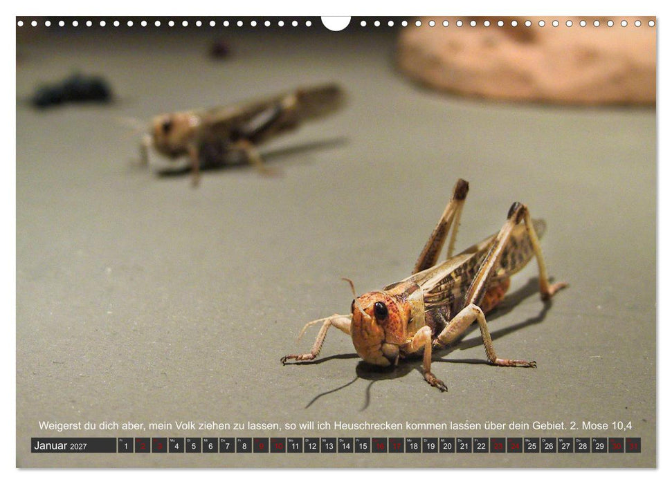 Tiere in der Hebräischen Bibel mit Bibelversen (CALVENDO Wandkalender 2027)