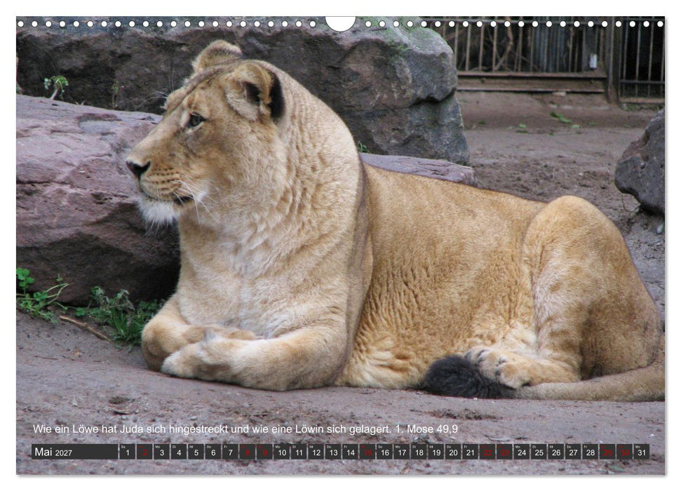 Tiere in der Hebräischen Bibel mit Bibelversen (CALVENDO Wandkalender 2027)