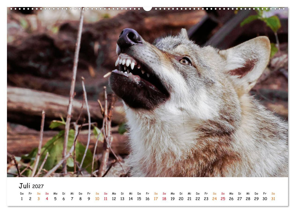 Unsere Wölfe - Ein Wildtier kehrt zurück (CALVENDO Premium Wandkalender 2027)