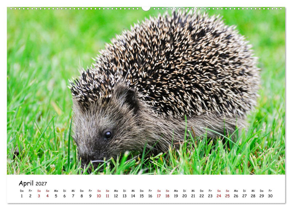 Wunderbare Tierwelt Deutschlands (CALVENDO Wandkalender 2027)