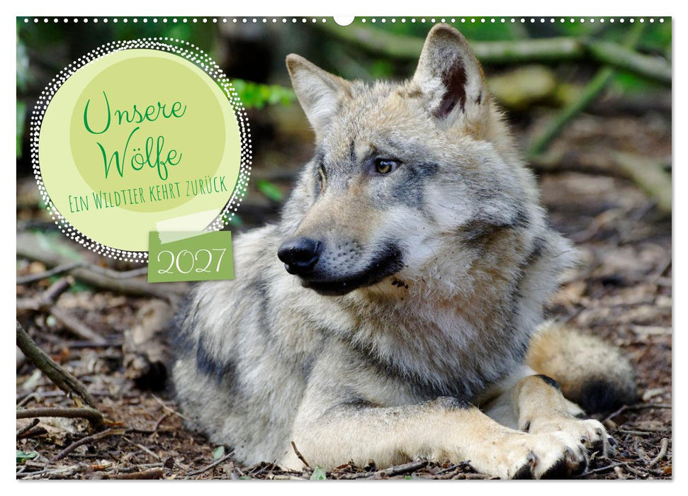 Unsere Wölfe - Ein Wildtier kehrt zurück (CALVENDO Wandkalender 2027)