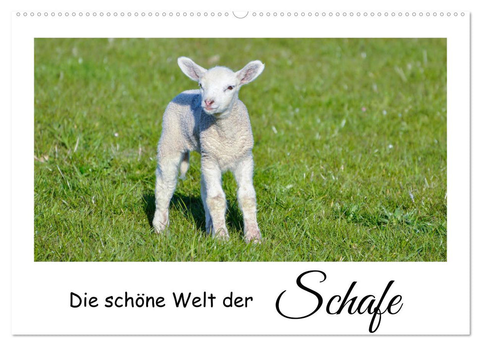 Die schöne Welt der Schafe (CALVENDO Wandkalender 2027)
