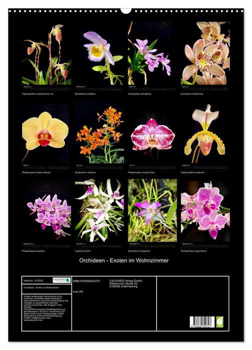 Orchideen - Exoten im Wohnzimmer (CALVENDO Wandkalender 2027)