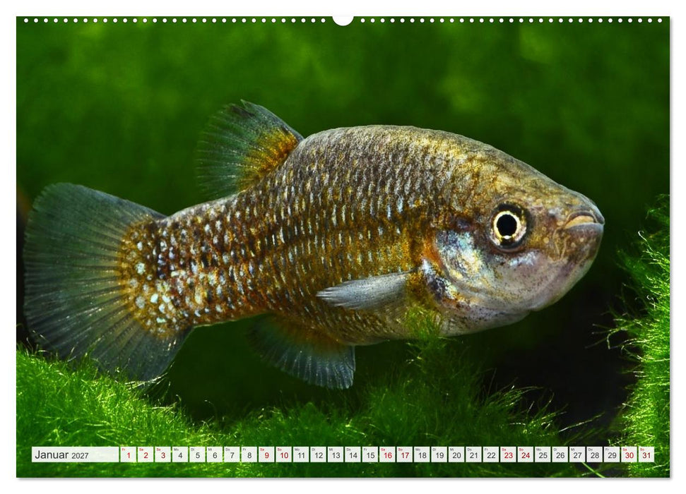 Outdoor-Aquaristik (CALVENDO Wandkalender 2027)
