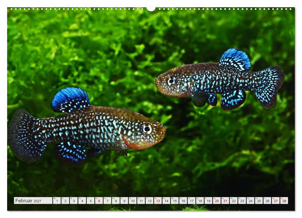 Outdoor-Aquaristik (CALVENDO Wandkalender 2027)