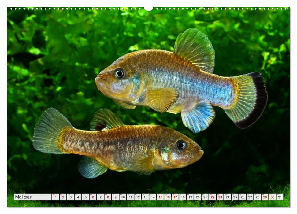 Outdoor-Aquaristik (CALVENDO Wandkalender 2027)