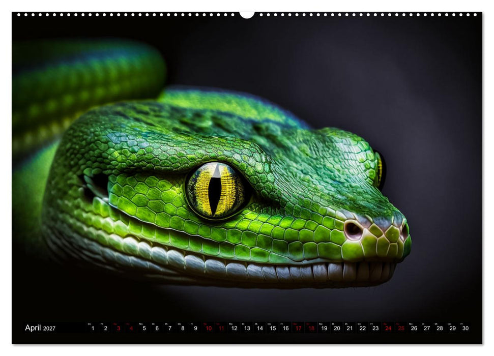 Porträts wilder Tiere (CALVENDO Premium Wandkalender 2027)