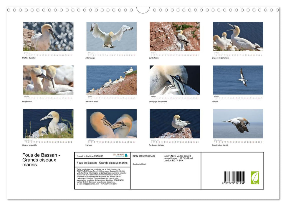 Fous de Bassan - Grands oiseaux marins (CALVENDO Calendrier mensuel 2027)