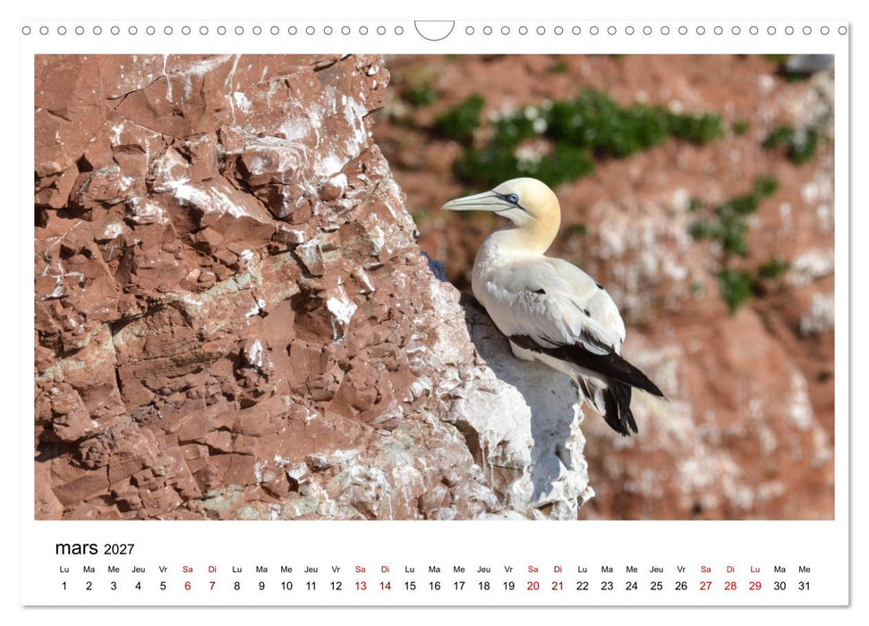 Fous de Bassan - Grands oiseaux marins (CALVENDO Calendrier mensuel 2027)