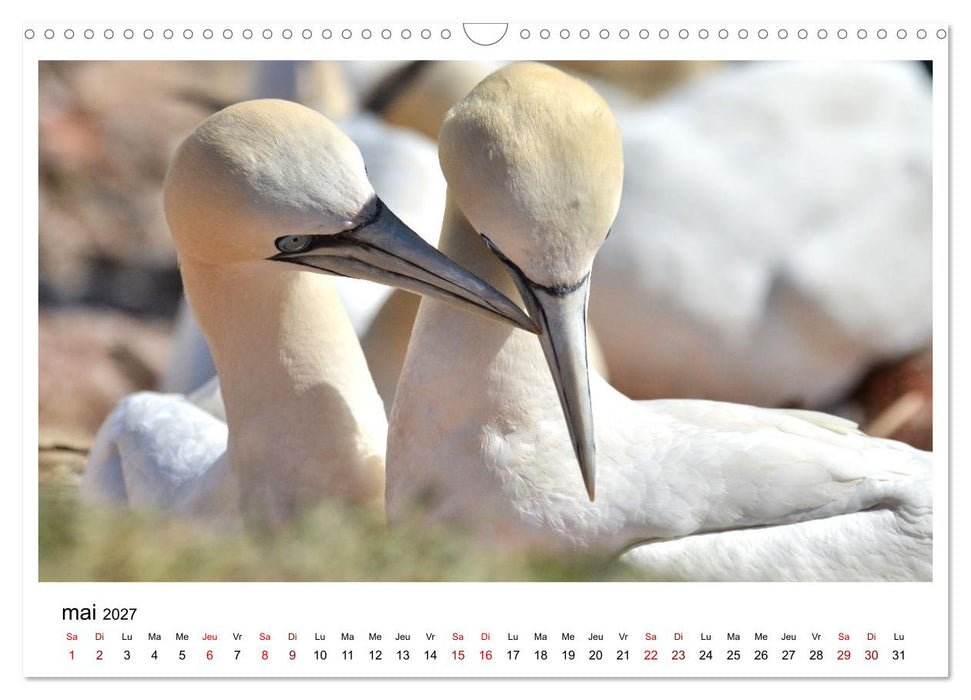 Fous de Bassan - Grands oiseaux marins (CALVENDO Calendrier mensuel 2027)