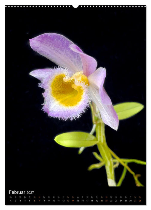 Orchideen - Exoten im Wohnzimmer (CALVENDO Premium Wandkalender 2027)