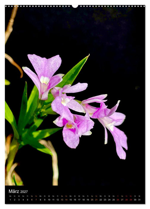 Orchideen - Exoten im Wohnzimmer (CALVENDO Premium Wandkalender 2027)