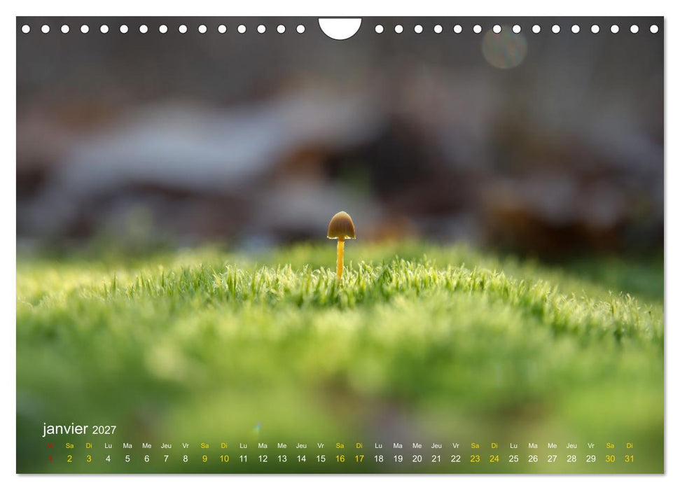Au cœur d’une nature colorée (CALVENDO Calendrier mensuel 2027)