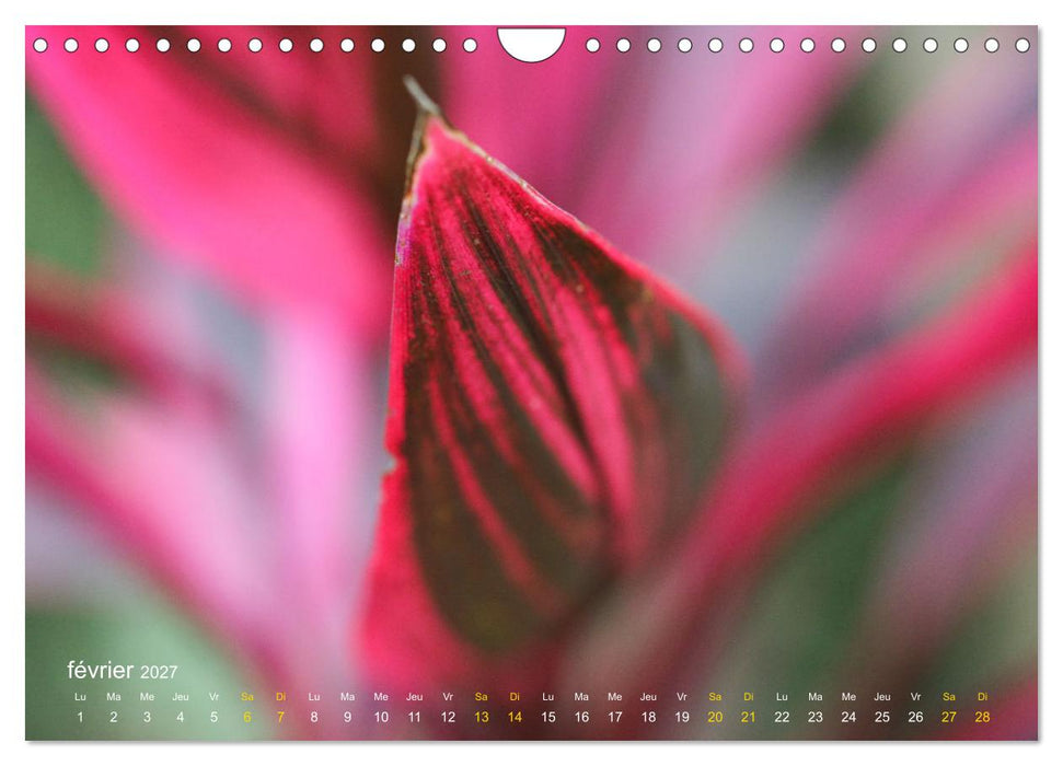 Au cœur d’une nature colorée (CALVENDO Calendrier mensuel 2027)