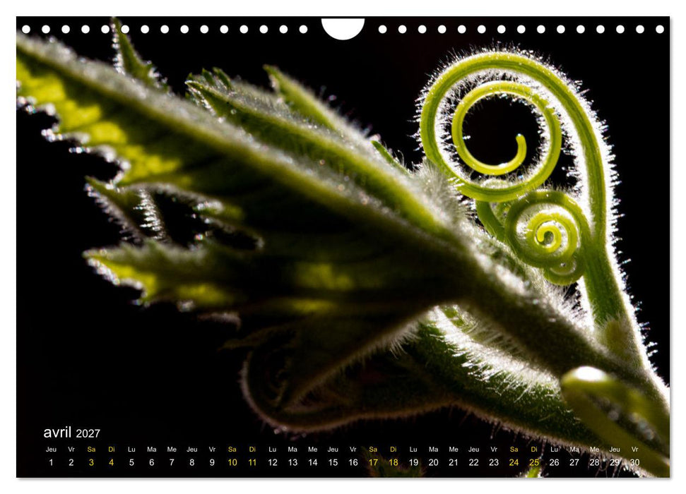 Au cœur d’une nature colorée (CALVENDO Calendrier mensuel 2027)