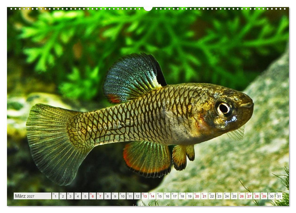 Outdoor-Aquaristik (CALVENDO Premium Wandkalender 2027)