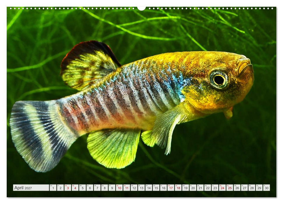 Outdoor-Aquaristik (CALVENDO Premium Wandkalender 2027)