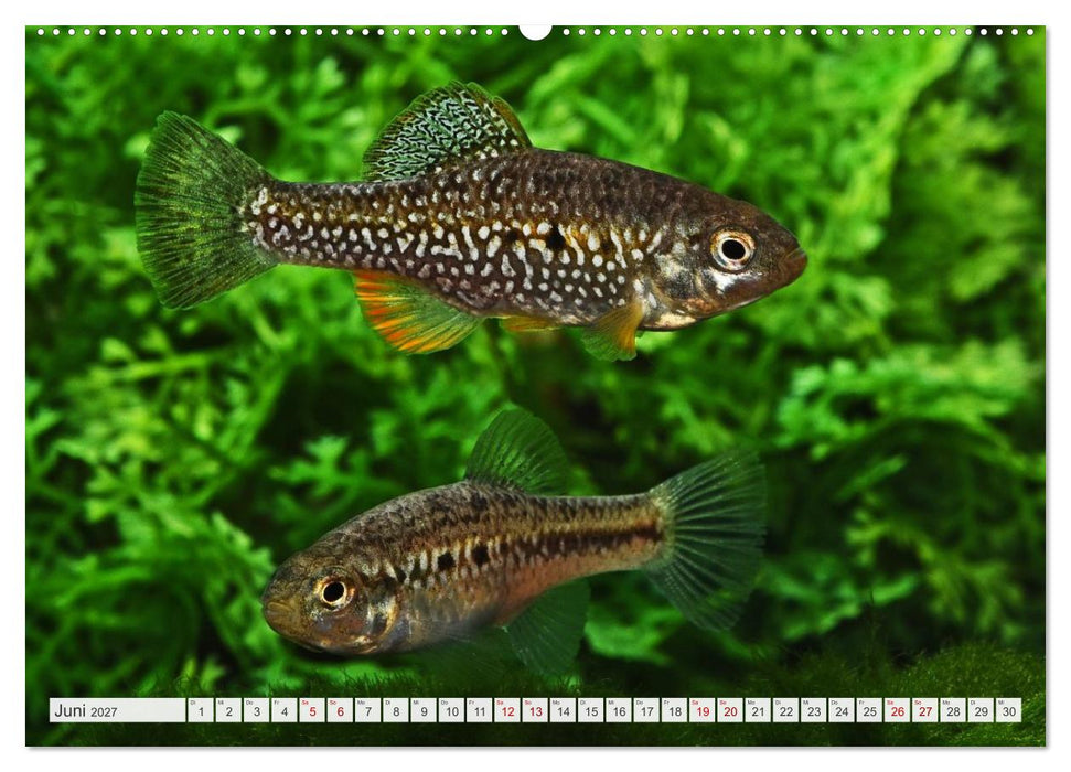Outdoor-Aquaristik (CALVENDO Premium Wandkalender 2027)