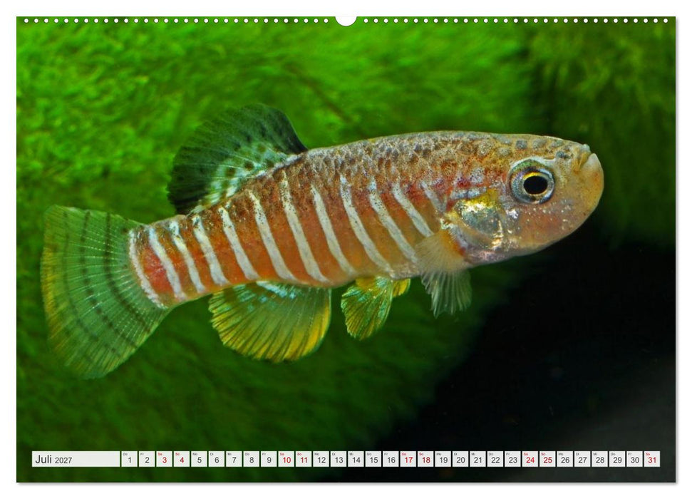 Outdoor-Aquaristik (CALVENDO Premium Wandkalender 2027)