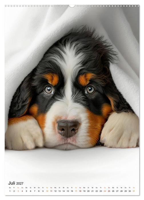 Berner Sennenhund - gutmütig und treu (CALVENDO Premium Wandkalender 2027)