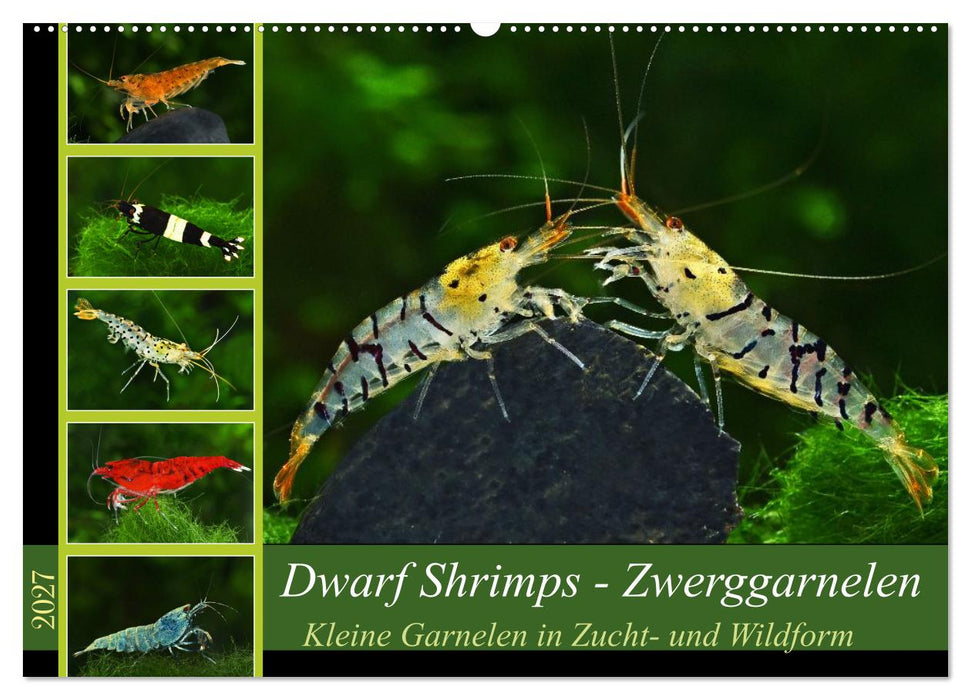 Dwarf Shrimps - Zwerggarnelen (CALVENDO Wandkalender 2027)