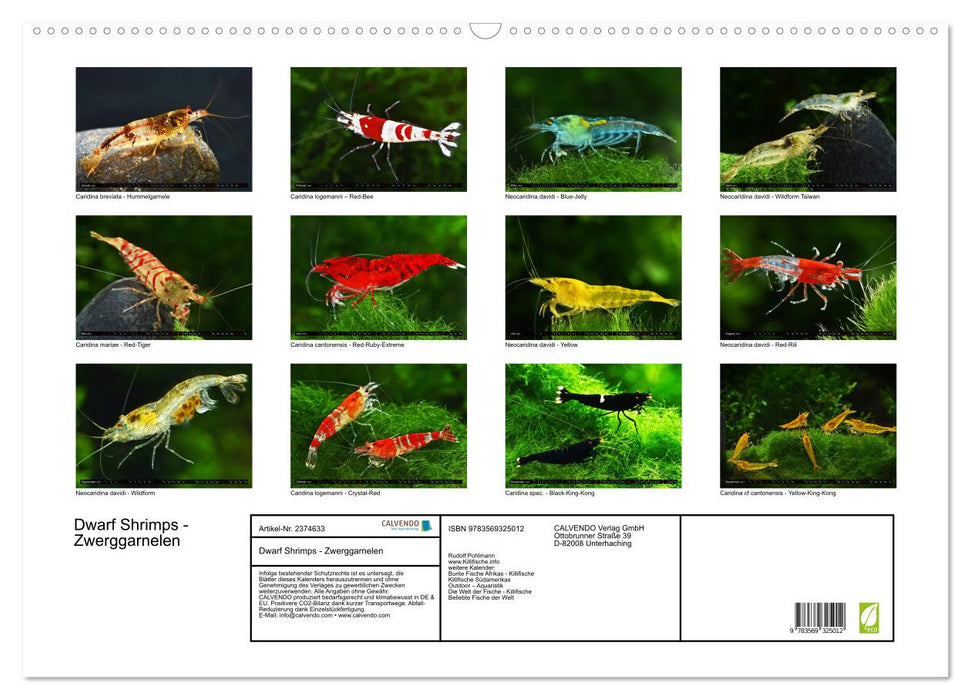 Dwarf Shrimps - Zwerggarnelen (CALVENDO Wandkalender 2027)