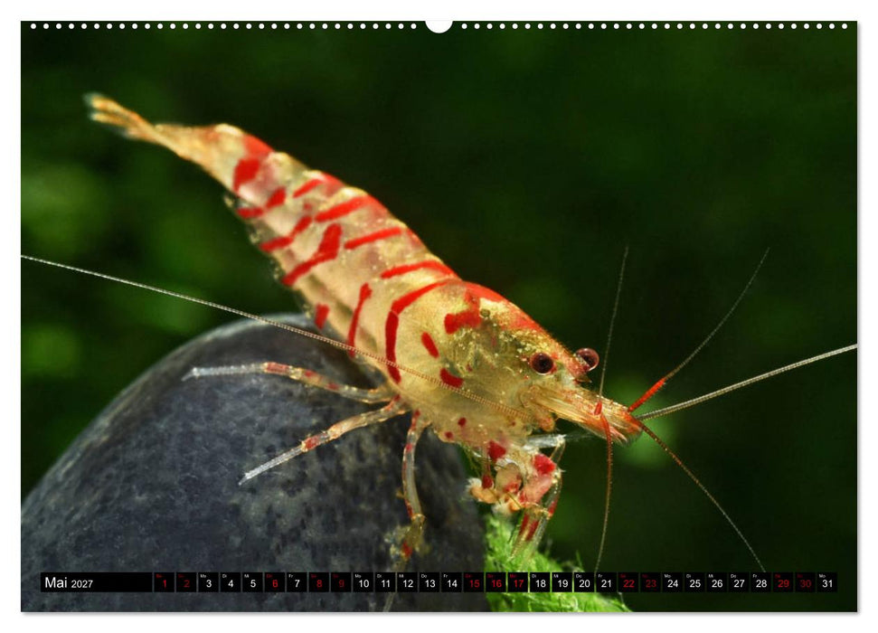 Dwarf Shrimps - Zwerggarnelen (CALVENDO Wandkalender 2027)
