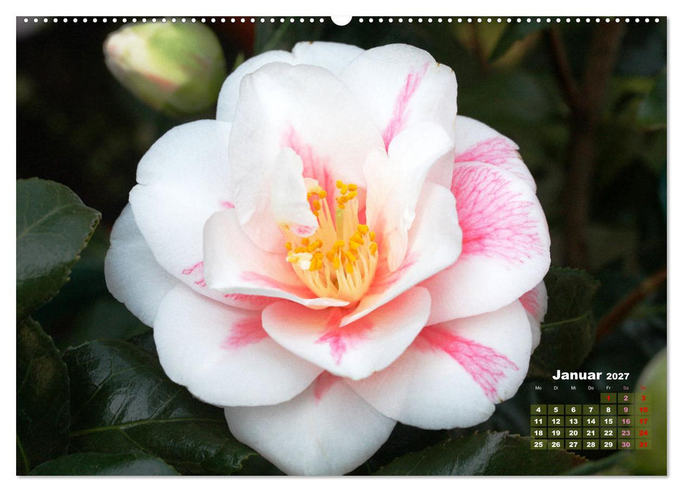 Kamelien - Blütenschönheiten (CALVENDO Premium Wandkalender 2027)