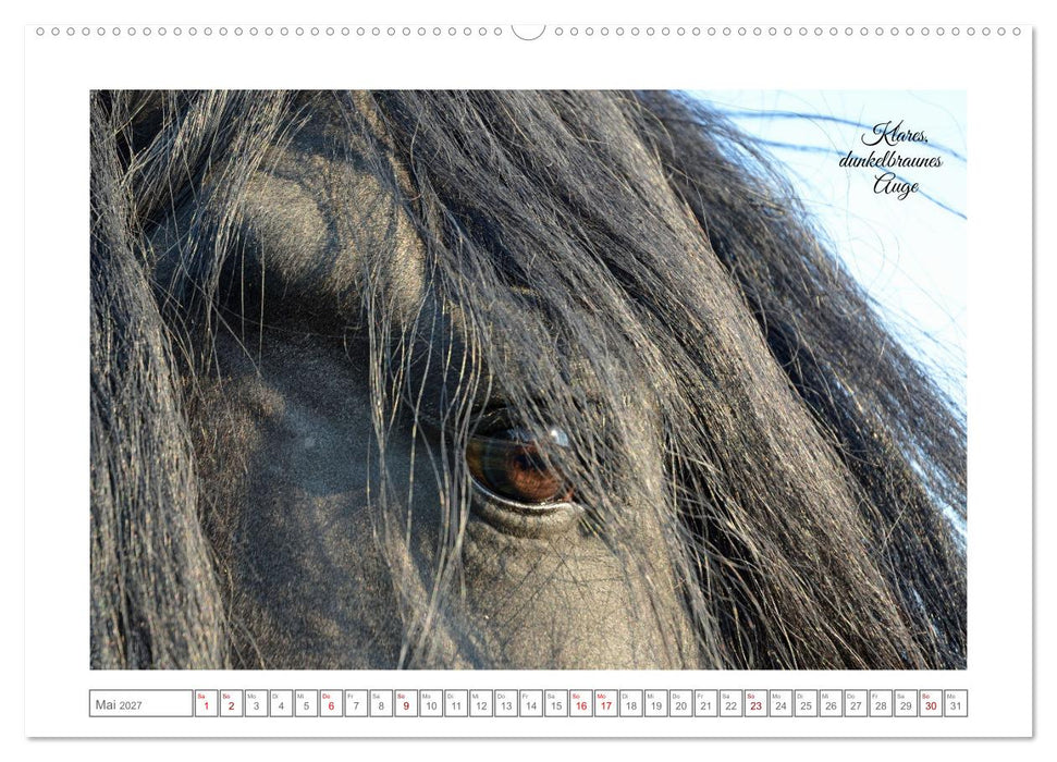Friesen - elegant und kraftvoll (CALVENDO Wandkalender 2027)