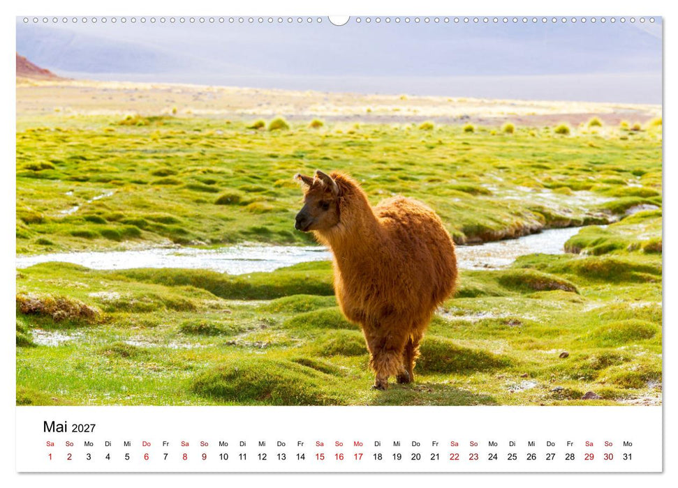 Lamas in Südamerika (CALVENDO Wandkalender 2027)