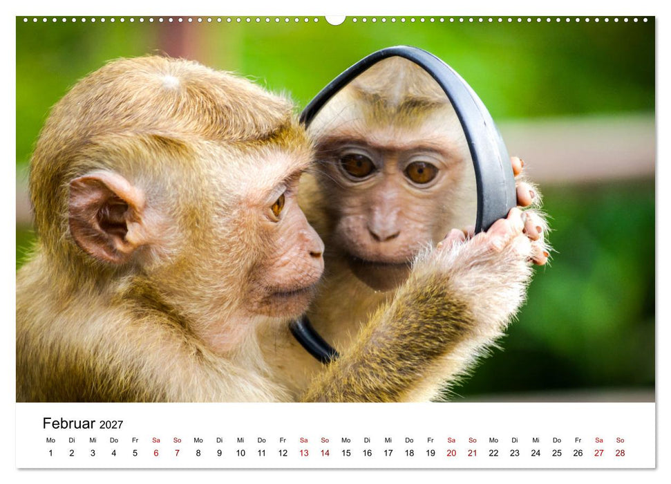 Lustige Affen - hinreißende Schnappschüsse (CALVENDO Premium Wandkalender 2027)