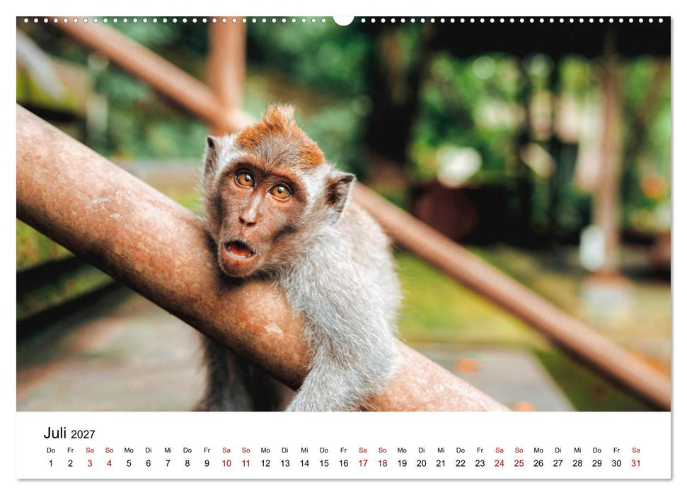Lustige Affen - hinreißende Schnappschüsse (CALVENDO Premium Wandkalender 2027)