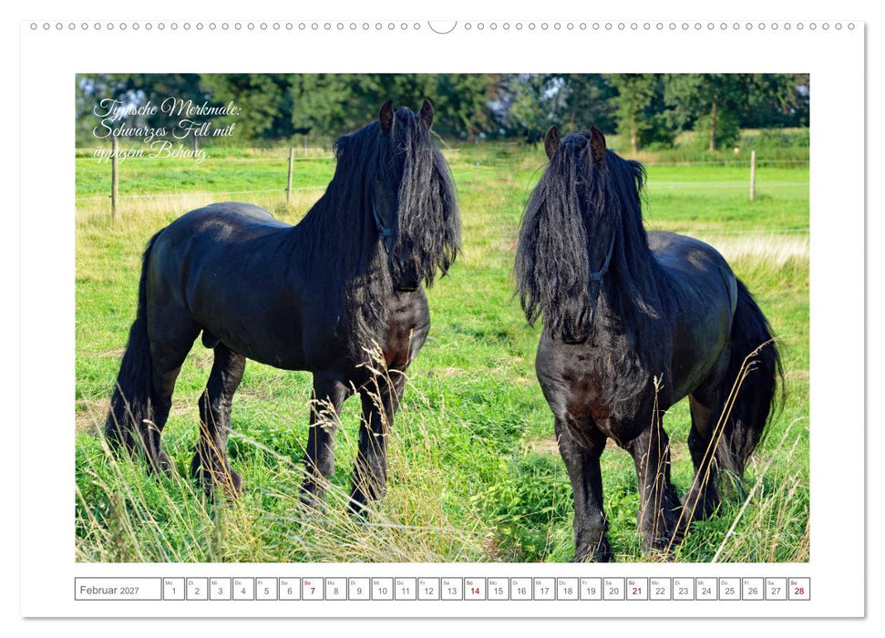 Friesen - elegant und kraftvoll (CALVENDO Premium Wandkalender 2027)